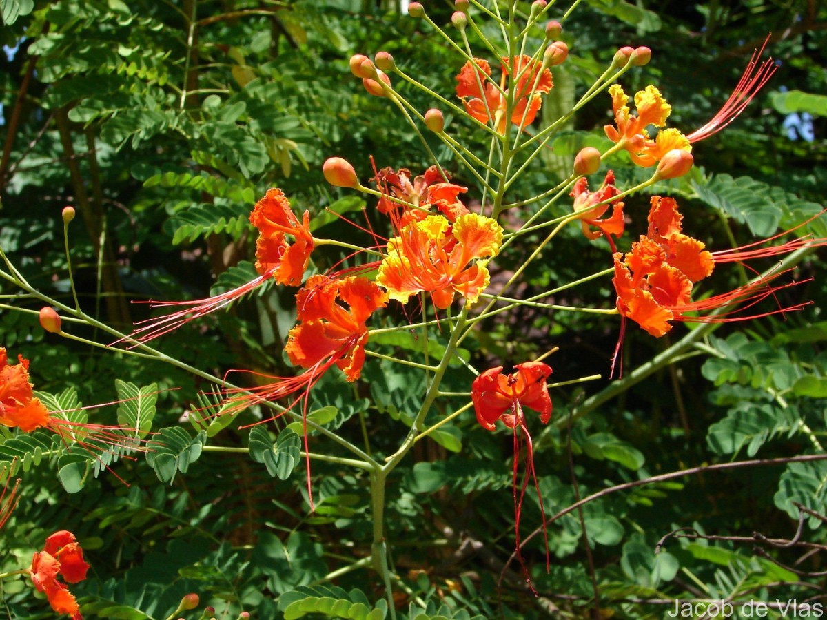 Caesalpinia pulcherrima (L.) Sw.